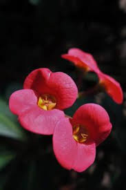 Image result for Euphorbia unicornis