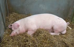 Landrace Pigs for sale