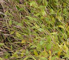 Image result for Arthraxon micans