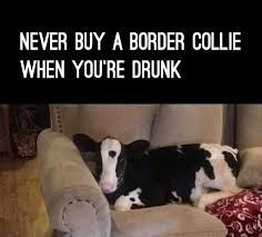 14 Funny Border Collie Memes That Will Make Your Day Page 2 Of 3 Petpress Funny Funny Quotes Funny Pictures