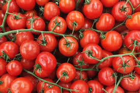 Inspect your ground cherry plants (and other nightshades) for these big, juicy caterpillars and remove them. How To Grow Tomatoes In A Pot Complete Growing Guide