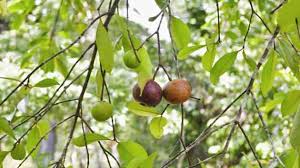 While such a cut may seem extreme, your planting job will only be complete when you've. Kochi Planning Tax Benefit For Residents Who Plant Fruit Trees Latest News Delhi Hindustan Times