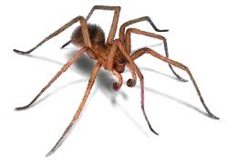 how to get rid of hobo spiders and aggressive house spiders