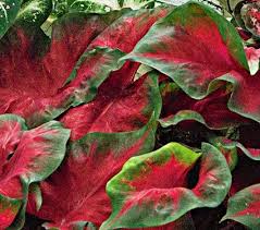Caladium Florida Cardinal Blumen Pflanzen Pflanzen Blumen