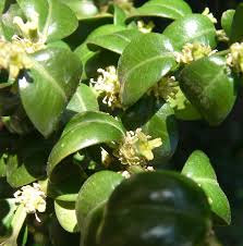 Image result for Buxaceae