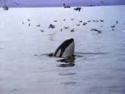 Wanna see this whale keep jumping. Fish Pez Gif On Gifer By Androdwyn