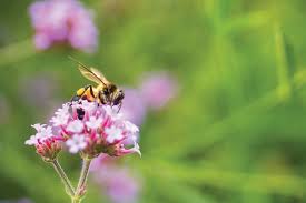 We did not find results for: Circa Magazine What S Best For Bees