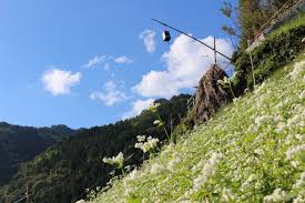 にし阿波の傾斜地農耕システム
