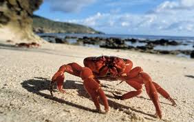 If you didn't know, cancer is a water sign, so like their fellow water friends (hi as with all zodiac signs, there are certain myths that have got to be debunked once and for all. Mind Snipping Claws From Moody Crustacean Cancer The Crab Star Sign Style