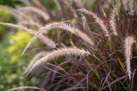 For example, real or synthetic predator urine often keeps deer away because the animals are intimidated by the smell of predators such as. Perennial Plants That Keep Deer Away From Your Garden P Allen Smith