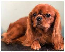 We did not find results for: Cavaliers By Val Cavalier Adoption In Cape Coral Florida 33990 Home Page