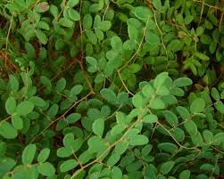 Image result for Pellaea