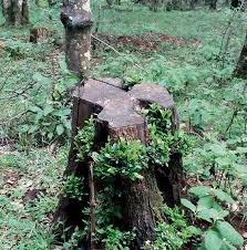 Image result for Brachylaena huillensis