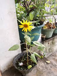 Lihat ide lainnya tentang bunga, bunga matahari, rangkaian bunga. 87 Gambar Bunga Matahari Mini Terbaik Gambar Pixabay