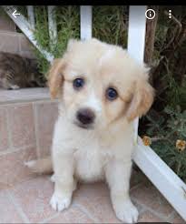 I had a message from a person staying in Asgourou who have found a cat they  want to take to uk. I cannot now find this message. Whoever it was please  message