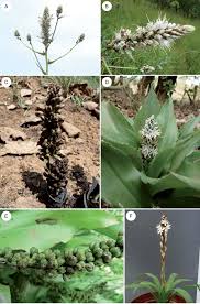 Image result for Chlorophytum macrosporum