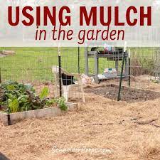 What You Need To Know About Mulch For The Vegetable Garden Schneiderpeeps