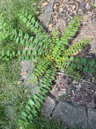 Image result for Lindernia conferta