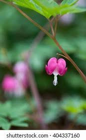 Image result for Impatiens bequaertii