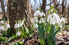 Maybe you would like to learn more about one of these? Best Places To See Snowdrops In The Uk In The Uk Mummytravels
