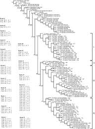 Image result for Streptopetalum serratum