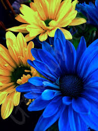 Depending on its color, salvia can have several different meanings. Blue Yellow Daisies Yellow Daisies Blue Yellow Flower Painting