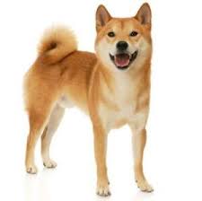 The shiba inu to usd chart is designed for users to. Prord1ikiilnmm