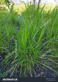 Image result for Urochloa brizantha