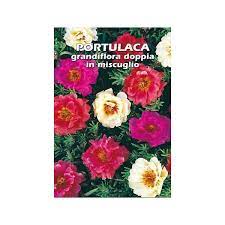 Grazie a piantina online now riceverai velocemente la tua nuova piantina con tanti spunti per la tua nuova casa. Portulaca Grandiflora Doppia In Miscuglio Semente Vendita Piante Online