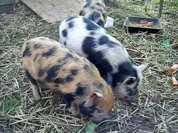 Kara cooney is available for select lectures and book signings. Miniature Kune Kune Pigs At The Pink Pig Farm Holme North Lincolnshire Youtube