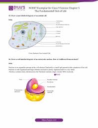 The most important structures of plant and animal cells are shown in the diagrams below, which provide a clear illustration of how much these cells have in common. Ncert Exemplar Class 9 Science Solutions Chapter 5 The Fundamental Unit Of Life Download Free Pdf