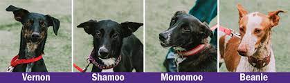 Things like allergies, new pet problems and. Dogs From Spain Available For Adoption Animal Refuge League Of Greater Portland Maine Animal Shelter