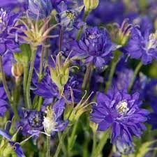 Image result for Aquilegia vulgaris Tower Mix