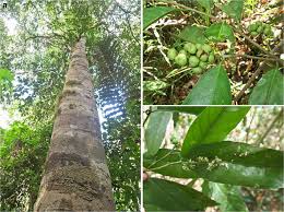 Image result for Rinorea