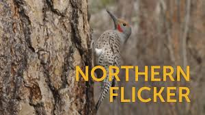 Does not get disabled by incoming damage. Northern Flicker American Bird Conservancy