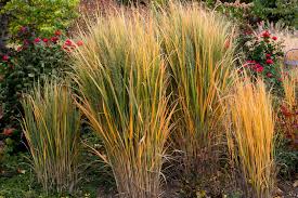 Image result for Panicum monticola
