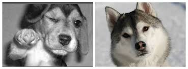 Animal memes are roaming all over the grassy plains of the internet. Cute Funny Animal Memes Home Facebook