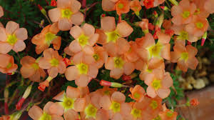 Image result for Oxalidaceae