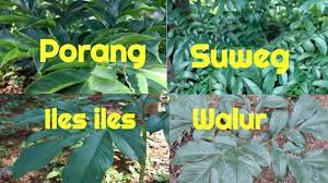 Weekly photo challenge arranged rynari via rynari.wordpress.com. Perbedaan Porang Suweg Walur Dan Iles Iles Youtube