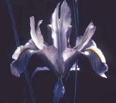 Image result for Microglossa