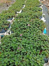 Image result for Dissotis