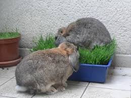 Divertir Son Lapin Et Enrichir L Environnement Jeux Et Jouets Pour Lapins La Dure Vie Du Lapin Urbain Jouet Pour Lapin Lapin Jeu Pour Lapin