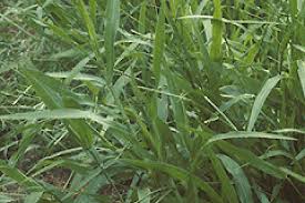 Image result for Urochloa arrecta
