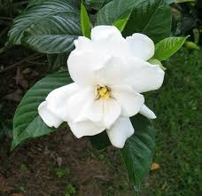 How To Plant And Care For A Gardenia Bush Hunker Gardenia Plant Gardenia Trees Gardenia Bush