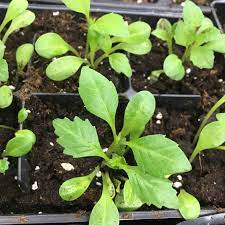 Growing Dahlias Planting Tubers Or Seeds Family Food Garden Growing Dahlias Planting Dahlias Flower Seedlings