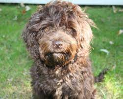 They are current on vaccinations and wormings, and come with a health. Miniature Labradoodle Mini Chocolate Australian Labradoodle Ashford Manor Labradoodles Labradoodle Australian Labradoodle Ankle Tattoo
