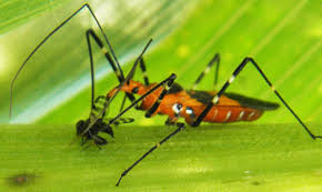 Their bite can be very painful. Milkweed Assassin Bug Zelus Longipes Linnaeus