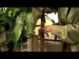 Rather than completely cutting off the stem, simply make a notch about halfway around the stem with a clean, sharp blade. Prune This Pruning A Corn Plant Dracaena Massangeana Youtube
