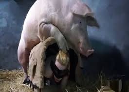 Enjoy our hd porno videos on any device of your choosing! Schwein Videos Zoo Zoo Sex Porno Tube Beliebteste Seite 1