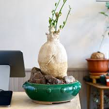 Image result for Pyrenacantha kaurabassana